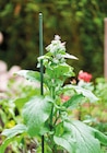 tuteur de jardin - WINDHAGER en promo chez Norma tuteur de jardin - WINDHAGER dans le catalogue Norma