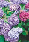 Hortensia macrophylla pot 17 cm en promo chez Intermarché Issy-les-Moulineaux à 8,99 €