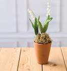 Muguet 2 Griffes - U en promo chez U Express Bordeaux à 3,91 €