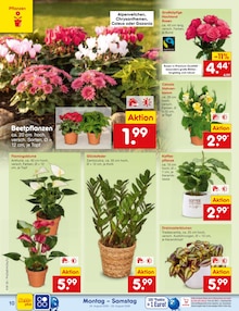Blumen im aktuellen Netto Marken-Discount Prospekt (Augsburg) Blumen im Netto Marken-Discount Prospekt "Aktuelle Angebote" mit 68 Seiten (Augsburg)