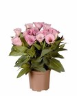 Eustoma  im aktuellen Lidl Prospekt für 2,49 €