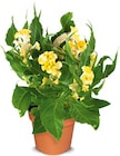 Aktuelle Pflanzen Angebote bei Netto Marken-Discount in Nürnberg Aktuelles Celosia Hahnenkamm Angebot bei Netto Marken-Discount in Nürnberg ab 2,99 €
