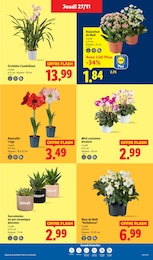 Prix et réduction Cyclamen dans le prospectus Lidl en cours Offre Cyclamen dans le catalogue Lidl du moment à la page 39