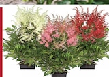Dehner Garten-Center - PRACHTSPIERE Angebot im Prospekt PRACHTSPIERE bei Dehner Garten-Center im Prospekt "" für 9,99 €
