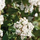 Arbustes de Haies Persistantes - Super U à Le Mans Arbustes de Haies Persistantes en promo chez Super U Le Mans à 23,16 €