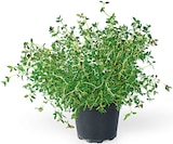 Aktuelles Freilandkräuter Angebot bei REWE in Heidelberg ab 1,99 €