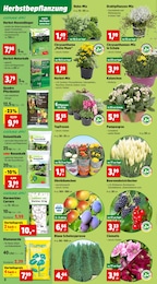 Clematis Angebot & Preis im aktuellen Thomas Philipps Prospekt Clematis Angebot im aktuellen Thomas Philipps Prospekt auf Seite 2