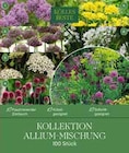 Kollektion Allium-Mischung von  im aktuellen Pflanzen Kölle Prospekt für 9,99 €