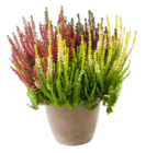 Calluna Smixies im ZG Raiffeisen Prospekt zum Preis von 3,99 €