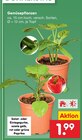 Aktuelles Gemüsepflanzen Angebot bei Netto Marken-Discount in Hannover ab 1,99 €