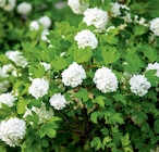 Promo Arbustes à fleurs à 18,99 € dans le catalogue Delbard à La Patte d'Oie