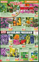 Balkonpflanzen Angebot & Preis im aktuellen Norma Prospekt Balkonpflanzen Angebot im aktuellen Norma Prospekt auf Seite 12