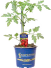 Veredelte Tomatenpflanze Angebote von Kiepenkerl bei Globus-Baumarkt Gelsenkirchen