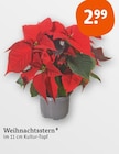 Weihnachtsstern Angebote bei tegut Jena für 2,99 €