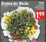 Tulpen bei E center im Duisburg Prospekt für 1,99 €