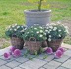 Rattan-Korb Angebote bei Garten-Center Nordharz GmbH & Co. KG Salzgitter für 5,99 €