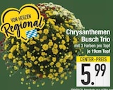 Chrysanthemen Busch Trio im EDEKA Prospekt Chrysanthemen Busch Trio von im aktuellen EDEKA Prospekt für 5,99 €