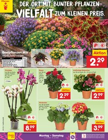 Blumen im aktuellen Netto Marken-Discount Prospekt (Bremen) Blumen im Netto Marken-Discount Prospekt "Aktuelle Angebote" mit 75 Seiten (Bremen)