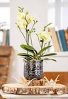 Aktuelles Phalaenopsis Angebot bei Garten-Center Nordharz GmbH & Co. KG in Hannover ab 9,99 €