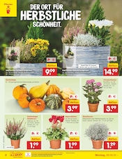 Ähnliche Edelrose Angebote im Prospekt "Aktuelle Angebote" von Netto Marken-Discount Ähnliches Angebot bei Netto Marken-Discount in Prospekt "Aktuelle Angebote" gefunden auf Seite 6