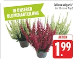 Aktuelles Calluna vulgaris Angebot bei E center in Nürnberg ab 1,99 €
