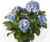 Baumschul-Pflanzen Angebote bei Wreesmann Freiberg für 9,99 €