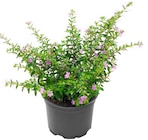 Penny Dillingen - Scheinmyrte Angebot im Prospekt Scheinmyrte bei Penny im Dillingen Prospekt für 1,49 €