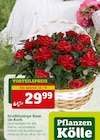 Großblumige Rose im Korb von Pflanzen Kölle für 29,99 € bei Pflanzen Kölle im Angebot Großblumige Rose im Korb von Pflanzen Kölle im aktuellen Pflanzen Kölle Prospekt