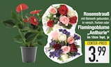 Rosenstrauß im EDEKA Prospekt Rosenstrauß im aktuellen EDEKA Prospekt für 3,99 €