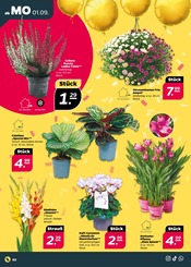 Aktueller Netto mit dem Scottie Prospekt mit Chrysantheme, "Günstig. Besser. Für Dich.", Seite 2