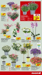 Zimmerpflanzen Angebot im aktuellen toom Baumarkt Prospekt auf Seite 5