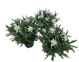 Edelweiss im EDEKA Prospekt Edelweiss von im aktuellen EDEKA Prospekt für 3,99 €