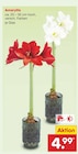 Aktuelles Amaryllis Angebot bei Netto Marken-Discount in München ab 4,99 €
