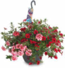 Ampelpflanze bei Netto Marken-Discount im Prospekt "" für 7,99 €