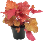 Purpurglöckchen „Heuchera x Hybridum“ im Angebot bei Hornbach in Mönchengladbach Purpurglöckchen „Heuchera x Hybridum“ Angebote bei Hornbach Mönchengladbach für 5,99 €