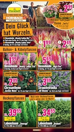 Hornbach Sträucher im Prospekt 
