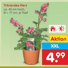 Netto Marken-Discount - Tränendes Herz Angebot im Prospekt Tränendes Herz bei Netto Marken-Discount im Prospekt "" für 4,99 €