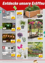 Stauden im toom Baumarkt Prospekt in Böblingen Aktueller toom Baumarkt Prospekt mit Stauden, "Respekt, wer's selber macht.", Seite 6