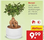 Bonsai Angebote bei Netto Marken-Discount Koblenz für 9,99 €