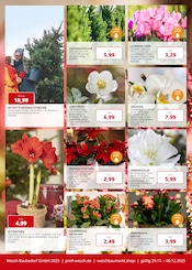 Aktueller PROFI Wesch Prospekt mit Weihnachtsstern, "KOMPETENT. PERSÖNLICH. REGIONAL.", Seite 7