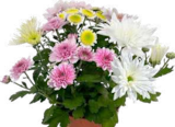 Pflanzen Kölle Neuenhagen - Chrysantheme 'Bouquet' Angebot im Prospekt Chrysantheme 'Bouquet' bei Pflanzen Kölle im Neuenhagen Prospekt für 5,99 €