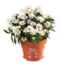 Aster - Lidl à Roubaix Aster en promo chez Lidl Roubaix à 2,39 €
