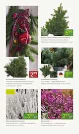 Ähnliches Angebot bei Pflanzen Kölle in Prospekt "ADVENT ADVENT" gefunden auf Seite 8
