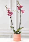 Orchidée 2 tiges en promo chez U Express Le Havre à 11,99 €