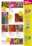 Plantes Plantes