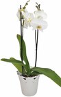 Schmetterlings-Orchidee Angebote bei REWE Bensheim für 19,99 €