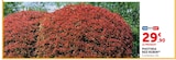 Promo Photinia Red Robin à 29,90 € dans le catalogue Hyper U à Chartainvilliers