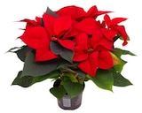 Promo Poinsettia à 2,79 € dans le catalogue Carrefour à Urcuit