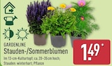 Stauden-/Sommerblumen im Angebot bei ALDI Nord in Eberswalde Stauden-/Sommerblumen Angebote von GARDENLINE bei ALDI Nord Eberswalde für 1,49 €