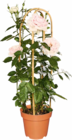 Netto Marken-Discount Höchstädt - Edelrose Angebot im Prospekt Edelrose bei Netto Marken-Discount im Höchstädt Prospekt für 14,99 €